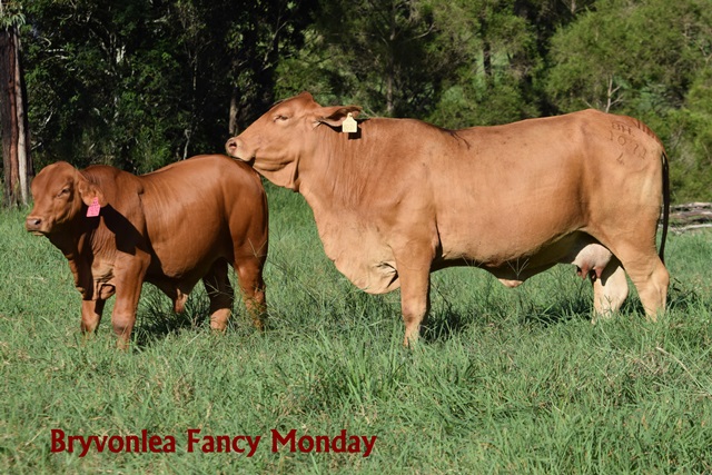 Bryvonlea Fancy Monday